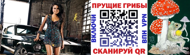 Галлюциногенные грибы Psilocybine cubensis Омск